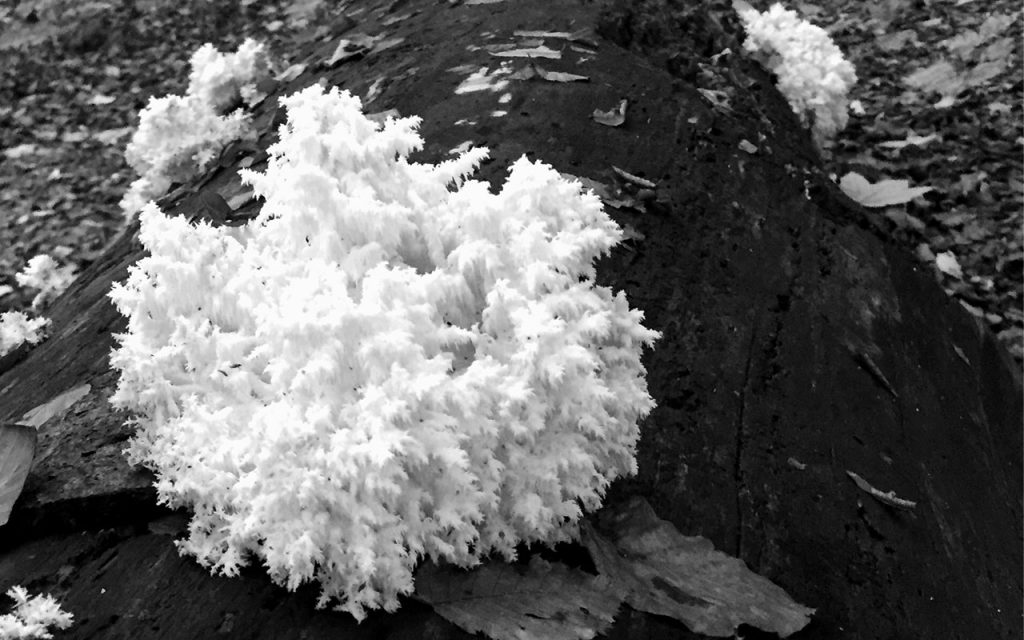 white fungus india